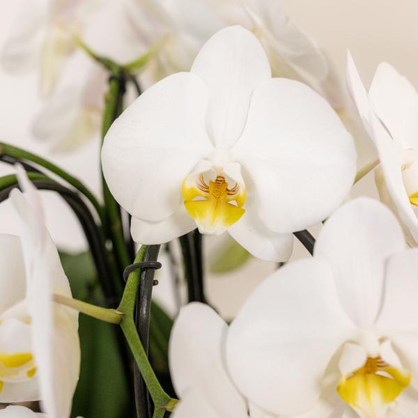 Kolibri Orchids | weißes Orchideen-Set im Baumwollkorb inkl. Wassertank | drei geschwungene weiße Orchideen Niagara Fall 12cm | Mono Bouquet weiß mit Selbstversorger