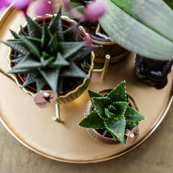 Komplettes Pflanzenset Hotel Chic - lila | Grünpflanzen mit lila Phalaenopsis-Orchidee inkl. Keramik-Ziertöpfe und Zubehör