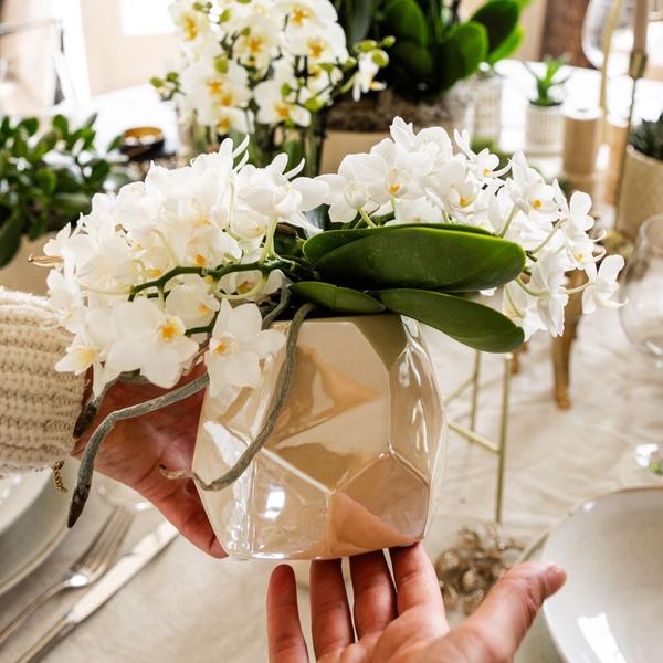 Kolibri Orchids | Weiße Orchidee 'Nazaré' + Pearl Dekotopf Travertine - Topfgröße Ø9cm | Blühende Zimmerpflanze - Frisch vom Züchter