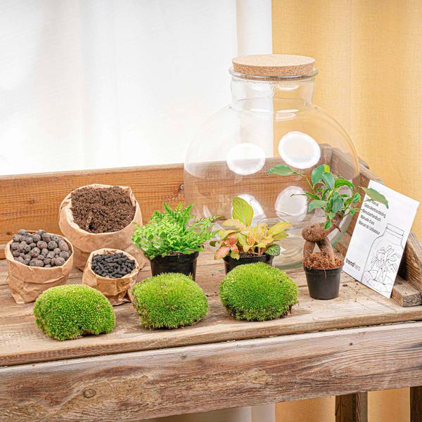 Flaschengarten - Bolder Bob Bonsai - ↕ 30 cm - Normal
