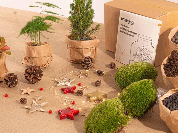 Planten terrarium pakket - Mini-kerstboom - 3 planten - Navulling & Startpakket - DIY Christmas
