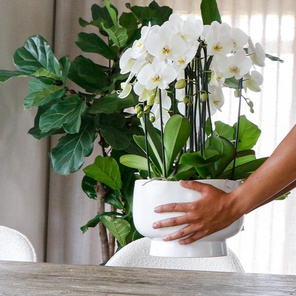 Kolibri Orchids | weißes Pflanzenset in Scandic-Schale inkl. Wasserreservoir | drei weiße Orchideen und drei Grünpflanzen | Feldstrauß weiß mit autarkem Wasserreservoir