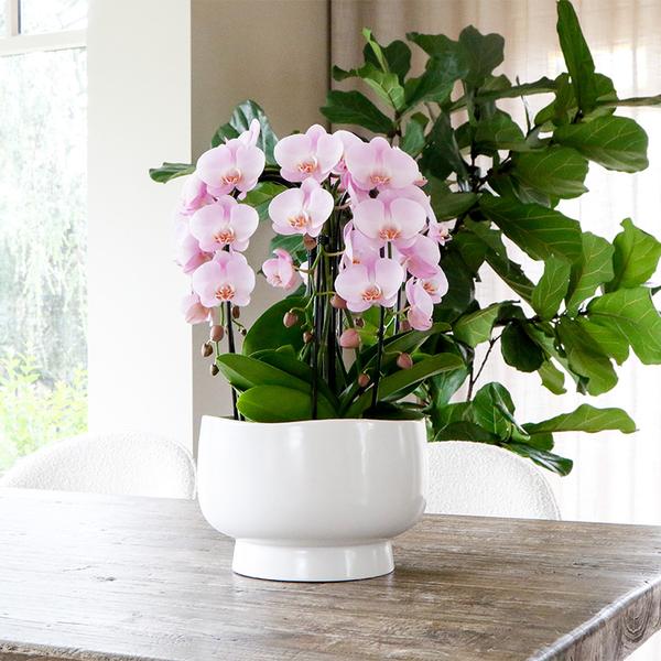 Kolibri Orchids | weißes Pflanzenset in Scandic-Schale inkl. Wasserreservoir | drei weiße Orchideen und drei Grünpflanzen | Feldstrauß weiß mit autarkem Wasserreservoir