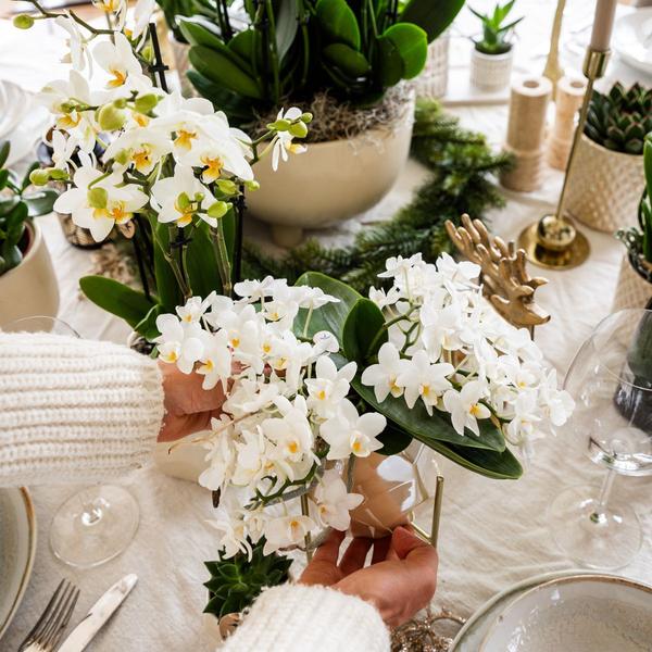 Kolibri Orchids | Weiße Orchidee 'Nazaré' + Pearl Dekotopf Travertine - Topfgröße Ø9cm | Blühende Zimmerpflanze - Frisch vom Züchter