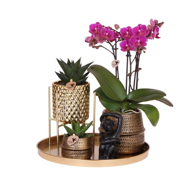 Komplettes Pflanzenset Hotel Chic - lila | Grünpflanzen mit lila Phalaenopsis-Orchidee inkl. Keramik-Ziertöpfe und Zubehör