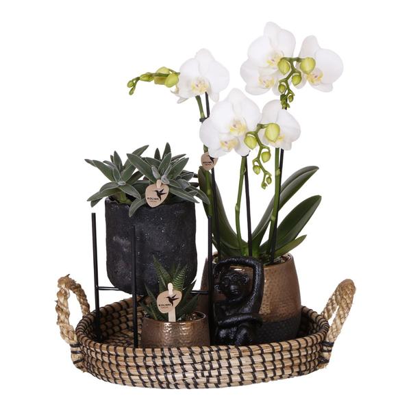 Kolibri Company | Komplettes Pflanzenset Home Hub | Grünpflanzen mit weißer Phalaenopsis-Orchidee inkl. schwarzen Keramik-Ziertöpfen und Zubehör