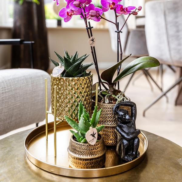Komplettes Pflanzenset Hotel Chic - lila | Grünpflanzen mit lila Phalaenopsis-Orchidee inkl. Keramik-Ziertöpfe und Zubehör