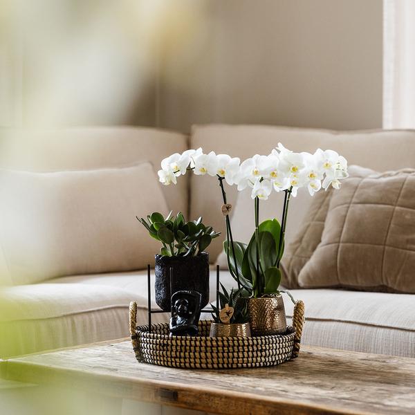 Kolibri Company | Komplettes Pflanzenset Home Hub | Grünpflanzen mit weißer Phalaenopsis-Orchidee inkl. schwarzen Keramik-Ziertöpfen und Zubehör