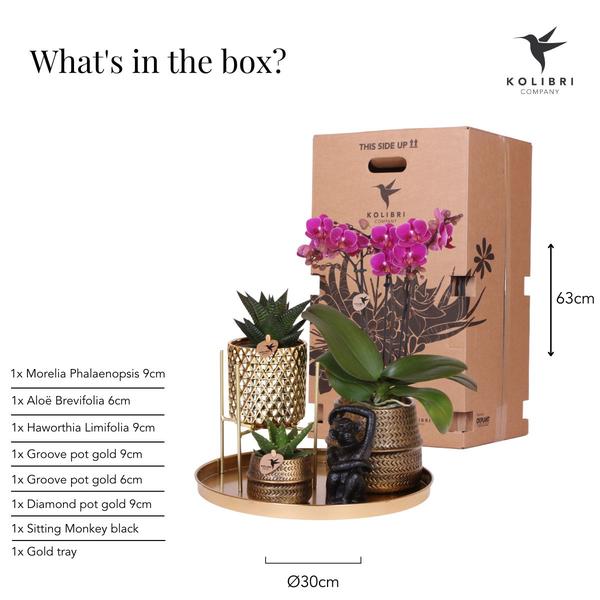Komplettes Pflanzenset Hotel Chic - lila | Grünpflanzen mit lila Phalaenopsis-Orchidee inkl. Keramik-Ziertöpfe und Zubehör