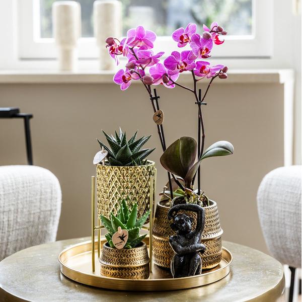 Komplettes Pflanzenset Hotel Chic - lila | Grünpflanzen mit lila Phalaenopsis-Orchidee inkl. Keramik-Ziertöpfe und Zubehör